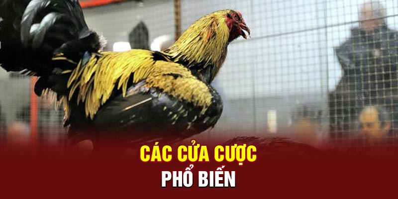 Các cửa cược phổ biến