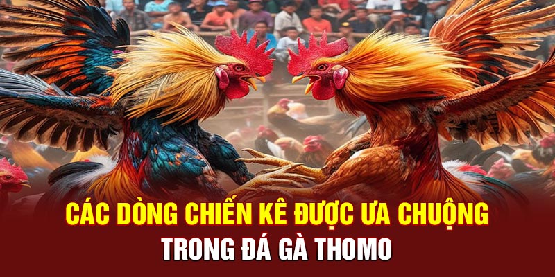 Các dòng chiến kê được ưa chuộng trong đá gà Thomo